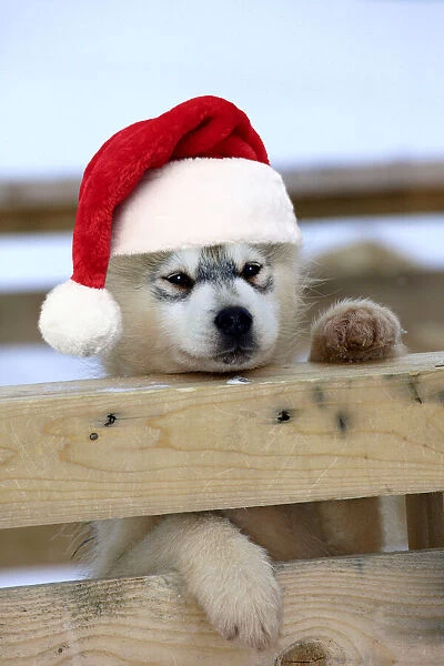 DOG - Siberian  /  Arctic Husky puppy peering over fence wearing, red Christmas Santa hat