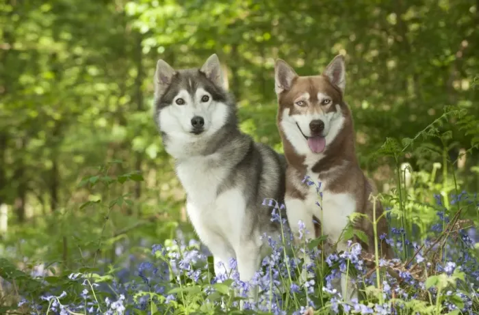 Framed Print : DOG - Siberian huskies sitting together in bluebells Framed Print : DOG - Siberian huskies sitting together in bluebells
