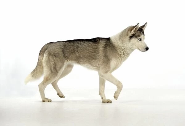 DOG. Siberian Husky