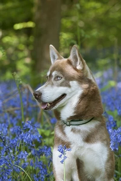 DOG - Siberian husky in bluebells