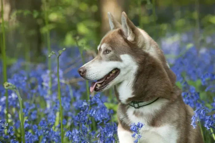 Framed Print : DOG - Siberian husky in bluebells Framed Print : DOG - Siberian husky in bluebells