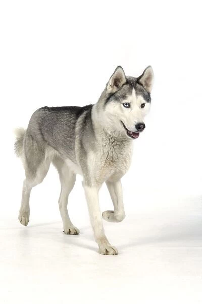 DOG - Siberian Husky with different coloured eyes