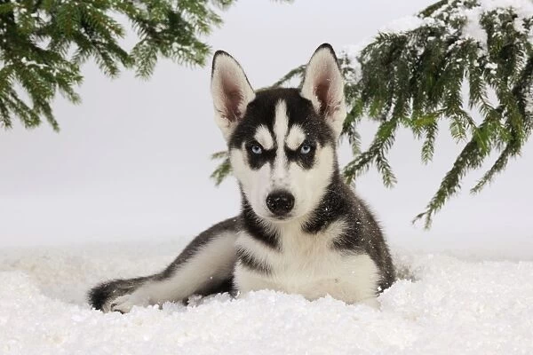 DOG. Siberian husky puppy sitting in snow