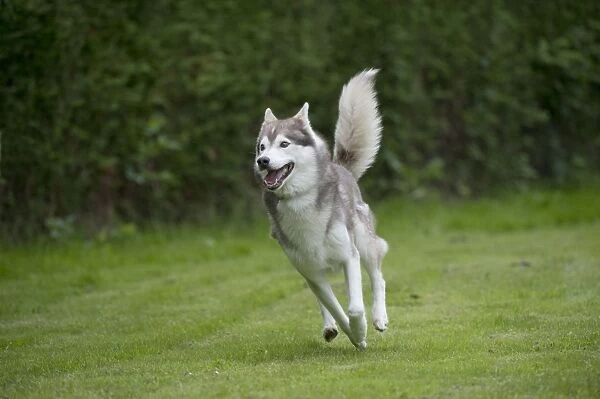 DOG - Siberian Husky - running through garden