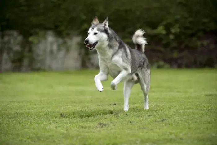 Framed Print : DOG - Siberian Husky - running through garden Framed Print : DOG - Siberian Husky - running through garden