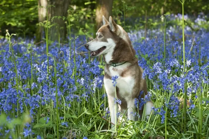 Framed Print : DOG - Siberian husky sitting in bluebells Framed Print : DOG - Siberian husky sitting in bluebells
