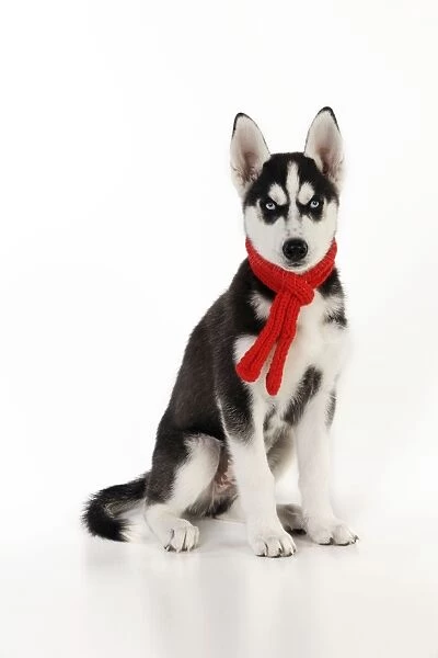 DOG. Siberian husky sitting wearing red scarf