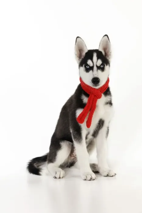 Framed Print : DOG. Siberian husky sitting wearing red scarf Framed Print : DOG. Siberian husky sitting wearing red scarf