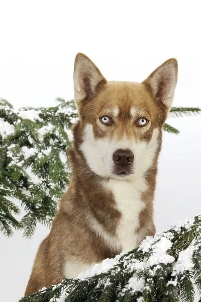 DOG. Siberian husky in snow (head shot)