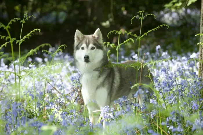 Framed Print : DOG - Siberian husky standing in bluebells Framed Print : DOG - Siberian husky standing in bluebells
