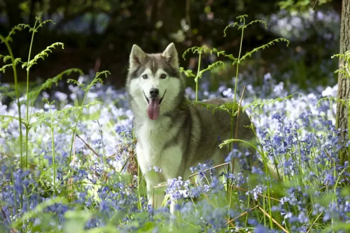 Framed Print : DOG - Siberian husky standing in bluebells Framed Print : DOG - Siberian husky standing in bluebells
