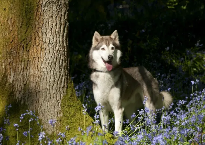 Framed Print : DOG - Siberian husky standing in bluebells Framed Print : DOG - Siberian husky standing in bluebells