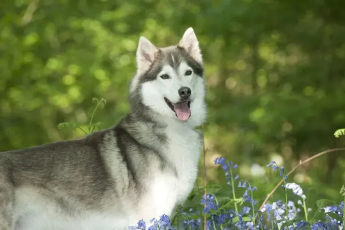 Framed Print : DOG - Siberian husky standing in bluebells Framed Print : DOG - Siberian husky standing in bluebells