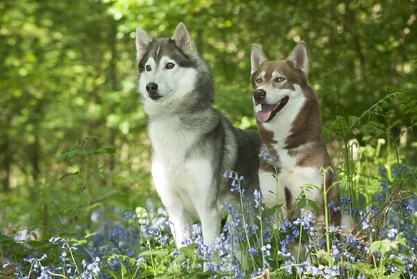 DOG - Siberian husky standing next to siberian husky sitting in bluebells