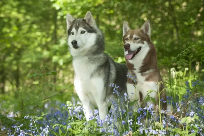 Framed Print : DOG - Siberian husky standing next to siberian husky sitting in bluebells Framed Print : DOG - Siberian husky standing next to siberian husky sitting in bluebells