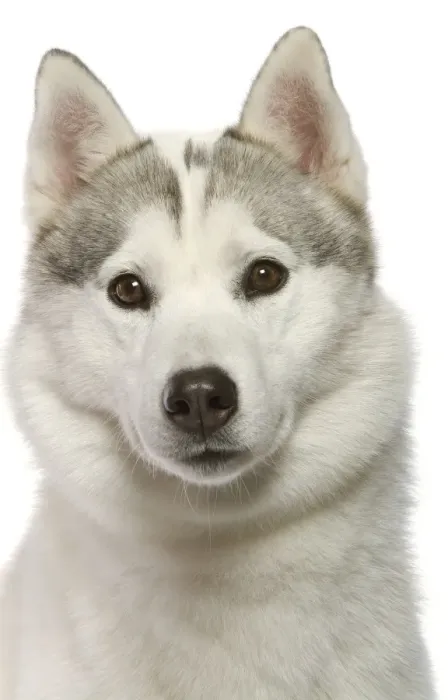 Framed Print : Dog - Siberian Husky in studio Framed Print : Dog - Siberian Husky in studio