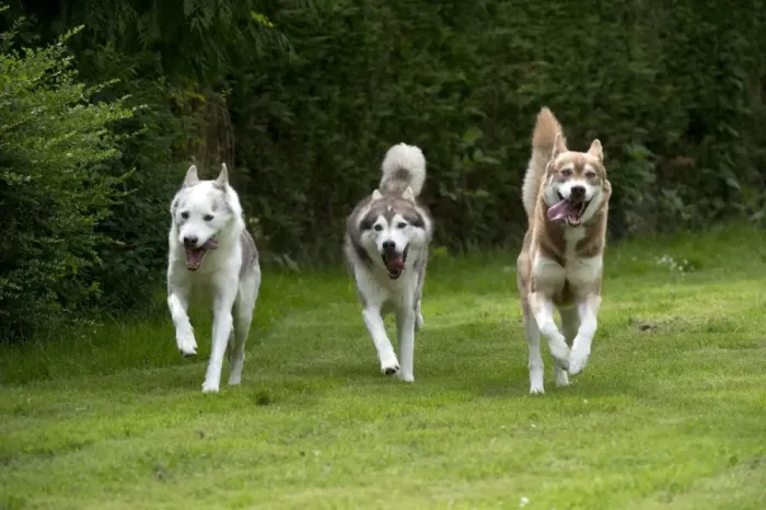 Framed Print : DOG - Siberian Huskys - running through garden Framed Print : DOG - Siberian Huskys - running through garden
