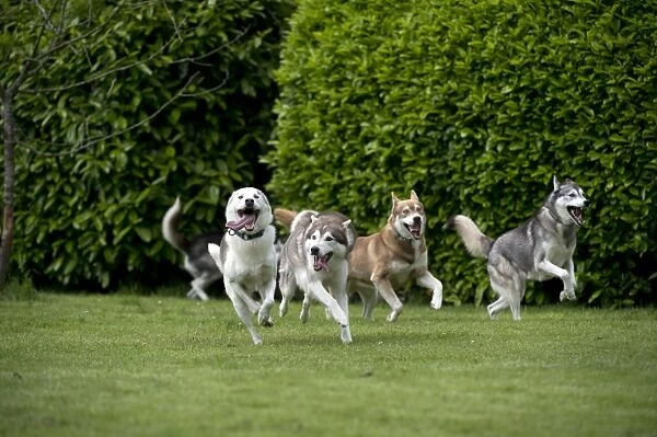DOG - Siberian Huskys - running through garden