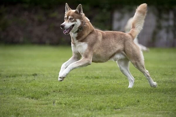 DOG - Siberian Susky - running through garden