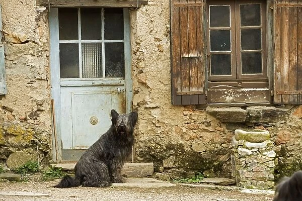 Dog - sitting outside French house
