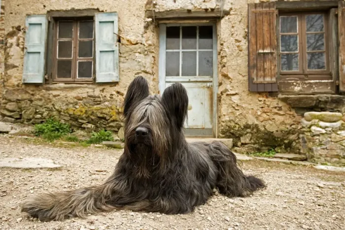 Framed Print : Dog - sitting outside French house Framed Print : Dog - sitting outside French house