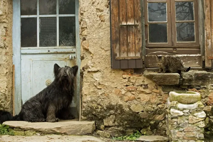Framed Print : Dog - sitting outside French house with tabby cat on windowsill Framed Print : Dog - sitting outside French house with tabby cat on windowsill