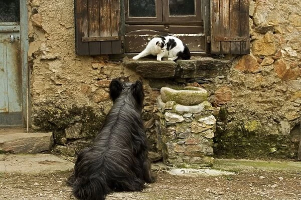 Dog - sitting outside French house watching black & white cat on windowsill