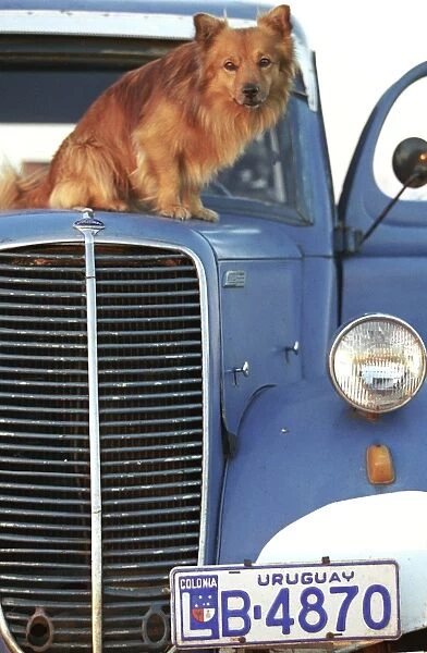 Dog - Sitting on truck bonnet
