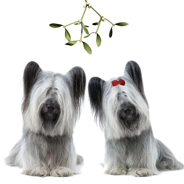 Dog - Sky Terrier pair under mistletoe LA-2829 & LA-3619