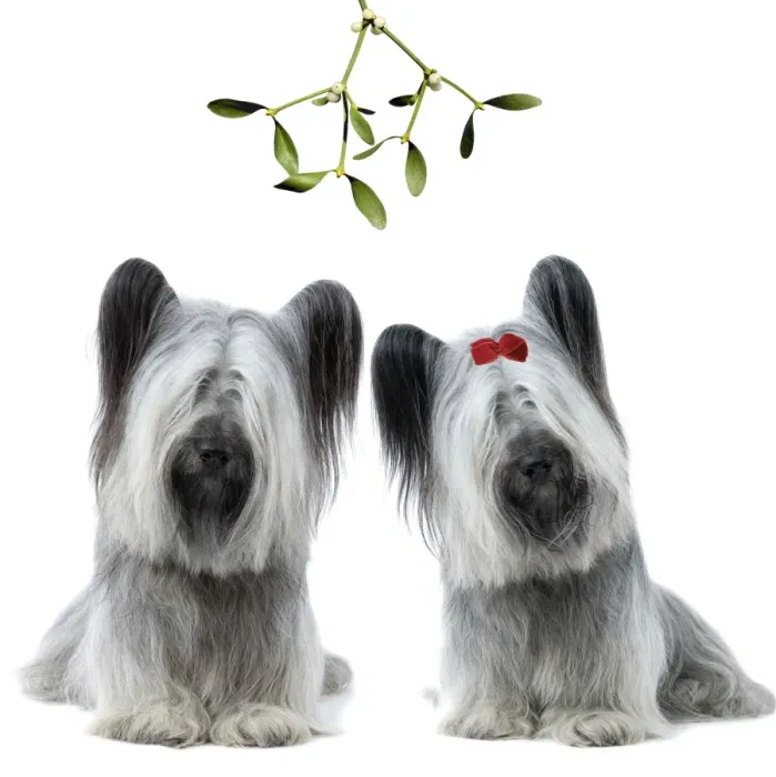 Framed Print : Dog - Sky Terrier pair under mistletoe LA-2829 & LA-3619 Framed Print : Dog - Sky Terrier pair under mistletoe LA-2829 & LA-3619
