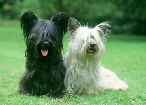 DOG - two Sky Terriers