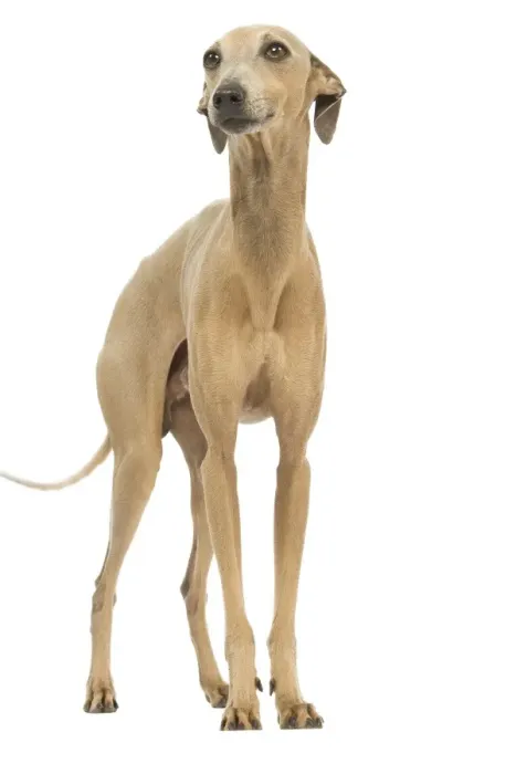 Framed Print : Dog - Small Italian Greyhound - in studio Framed Print : Dog - Small Italian Greyhound - in studio