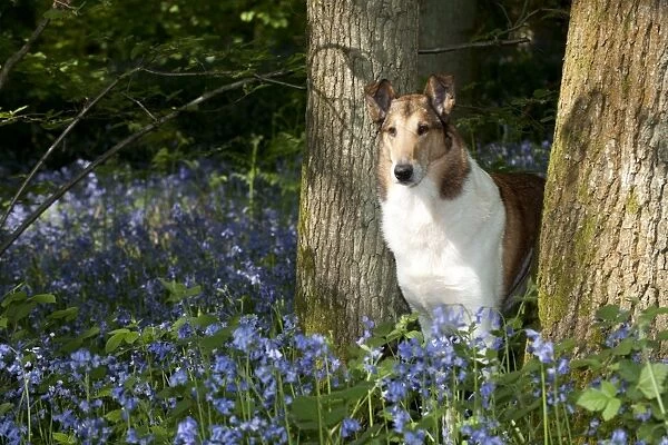 DOG - Smooth collie standing in bluebells