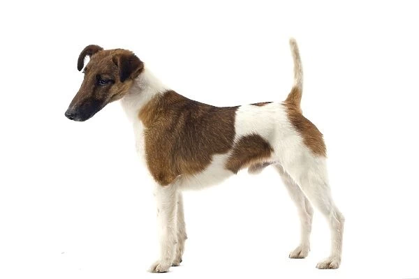 Dog - Smooth Fox Terrier