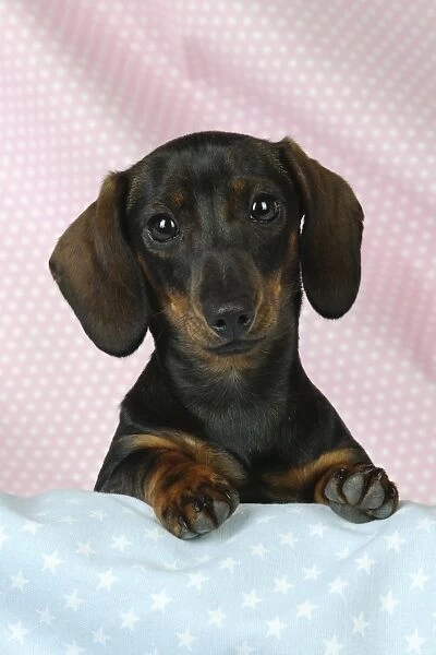 DOG. Smooth haired minature dachsund on pink and blue blankets