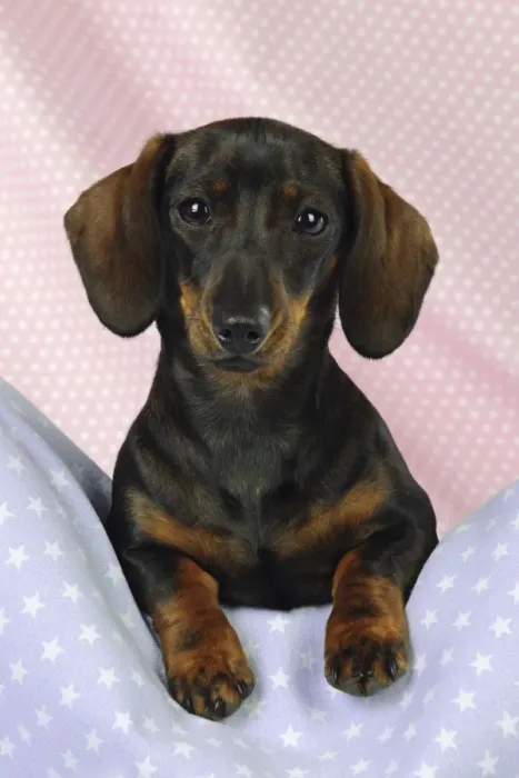 Framed Print : DOG. Smooth haired minature dachsund on pink and blue blankets Framed Print : DOG. Smooth haired minature dachsund on pink and blue blankets