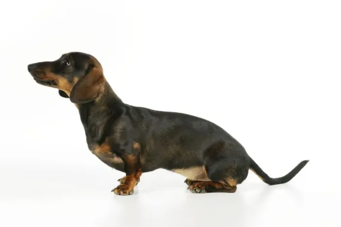 Framed Print : DOG. Smooth haired minature dachsund sitting Framed Print : DOG. Smooth haired minature dachsund sitting