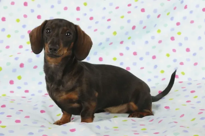 Framed Print : DOG. Smooth haired minature dachsund sitting on spotty blanket Framed Print : DOG. Smooth haired minature dachsund sitting on spotty blanket