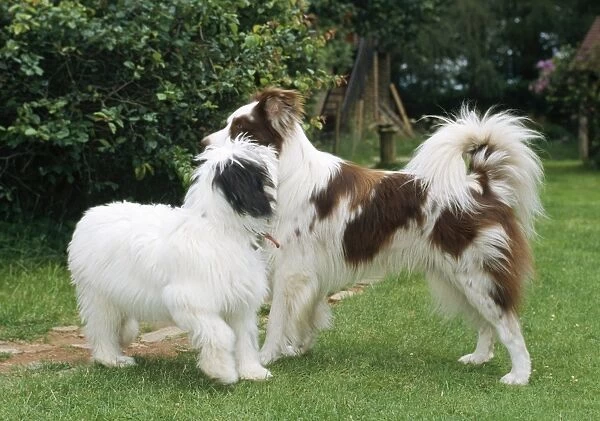 Dog Sniffing each other