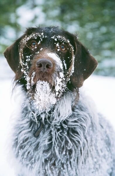 Dog - in snow