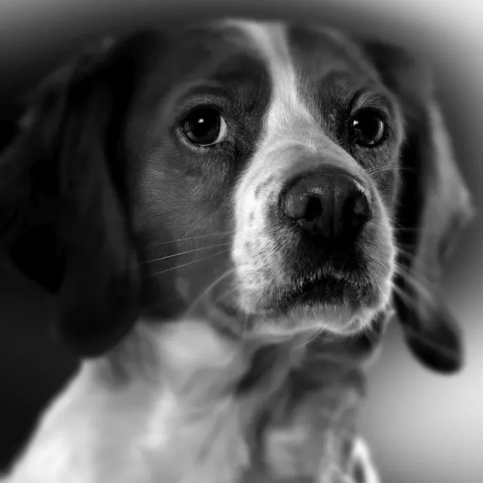Framed Print : Dog - Spaniel - close-up of face. Black and White Framed Print : Dog - Spaniel - close-up of face. Black and White