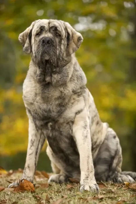 Framed Print : Dog - Spanish Mastiff. Also known as Mastin Espanol Framed Print : Dog - Spanish Mastiff. Also known as Mastin Espanol