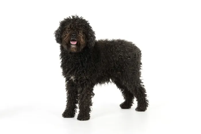 Framed Print : DOG. Spanish Water Dog Framed Print : DOG. Spanish Water Dog