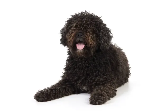 Framed Print : DOG. Spanish Water Dog Framed Print : DOG. Spanish Water Dog