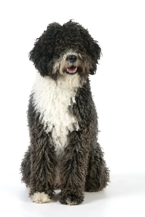 Framed Print : DOG. Spanish Water Dog Framed Print : DOG. Spanish Water Dog