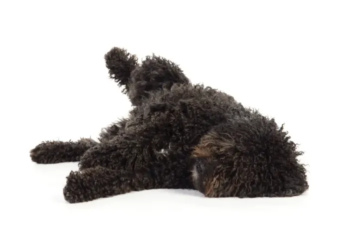 Framed Print : DOG. Spanish Water Dog Framed Print : DOG. Spanish Water Dog