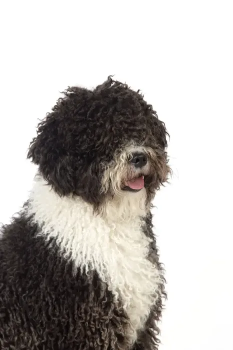 Framed Print : DOG. Spanish Water Dog Framed Print : DOG. Spanish Water Dog