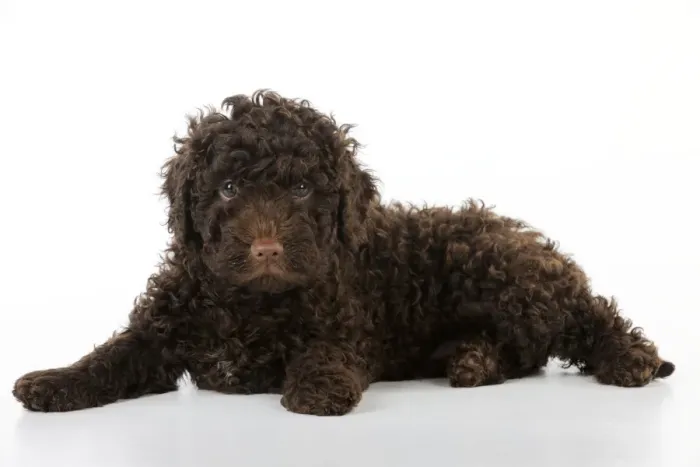 Framed Print : DOG. Spanish water dog puppy laying down Framed Print : DOG. Spanish water dog puppy laying down