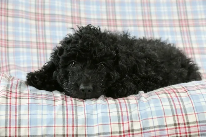 Framed Print : DOG. Spanish water dog puppy laying on cloth Framed Print : DOG. Spanish water dog puppy laying on cloth