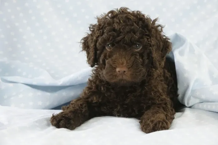 Framed Print : DOG. Spanish water dog puppy laying down covered with cloth Framed Print : DOG. Spanish water dog puppy laying down covered with cloth